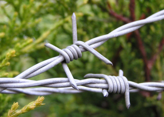 Electro Galvanized Steel Barbed Wire ety 16 X 14 Gauge 25kg / Roll For 